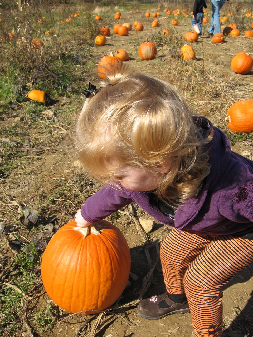 Amelia Picks a Pumpkin